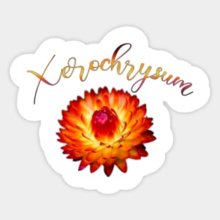 Bright Orange Strawflower Sticker